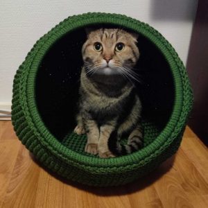 A cat in a crocheted basket